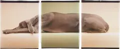 Green Caramelle by William Wegman, 1998, Digital inkjet triptych, sold Oct 2014