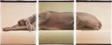Green Caramelle by William Wegman, 1998, Digital inkjet triptych, sold Oct 2014