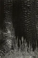 Ansel Adams, Burnt Stump and New Grass, Sierra Nevada, California, 1935, Gelatin silver print, printed no later than 1936
