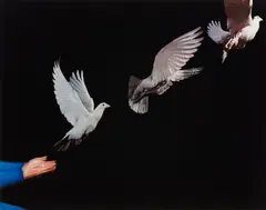 Pigeon in flight by Harold Eugene Edgerton, 1965, Dye transfer print, printed later, offered Dec 2014
