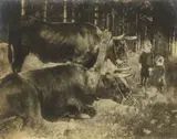 Gertrude Käsebier, Yoked and Muzzled - Marriage
