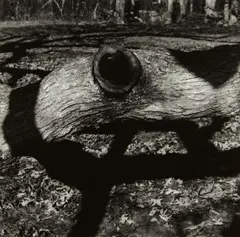 The Tree, Martha's Vineyard 15 by Aaron Siskind, 1973, Gelatin silver print, sold Dec 2014