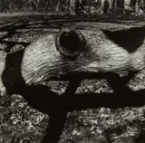 Aaron Siskind, The Tree, Martha's Vineyard 15