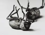Christopher Williams, Tenebrionidae, Asbolus verrucosus Death Feigning Beetle- Silverlake, California, October 1