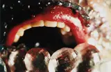 Marilyn Minter, Ice Ice Baby