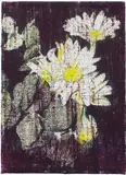 Enoc Perez, Daisies, 1999, oil on canvas