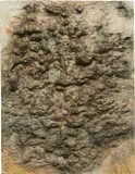 Frans Krajcberg, Untitled