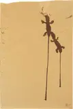Tunga, Untitled