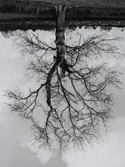 Rodney Graham, Welsh Oak #4, 1998, gelatin silver print