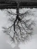 Rodney Graham, Welsh Oak #4