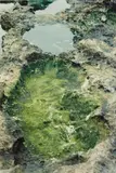 Ana Mendieta, Untitled (from Silueta Series, Iowa)