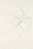 Camellia II, from Suite of Plant Lithographs by Ellsworth Kelly, 1964-1965, Lithograph, on Rives BFK paper, with full margins,, sold Apr 2013