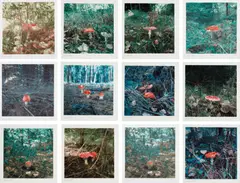 Mushroom by Carsten Höller, 2004, The complete suite of 12 photogravures in colors, on Somerset paper, with full margins,, sold Oct 2013