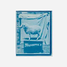 John Dugdale, Prize Lamb, Stone Ridge, NY, 1994, cyanotype