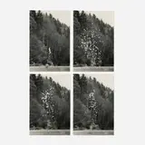 Roman Signer, Flugblätter, gelatin silver print in four parts