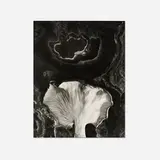 Paul Caponigro, Fungus, Ipswich, MA