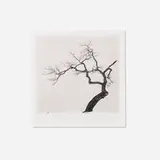 Kussharo Lake Tree, Study 1, Kotan, Hokkaido, Japan by Michael Kenna, gelatin silver print, sold Dec 2025