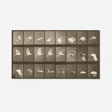 Eadweard Muybridge, Plate 758 (from the Animal Locomotion series), 1887, vintage collotype