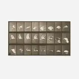 Eadweard Muybridge, Plate 758 (from the Animal Locomotion series), 1887, vintage collotype
