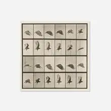 Eadweard Muybridge, Plate 765 (from the Animal Locomotion series), 1887, vintage collotype