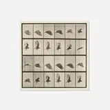Eadweard Muybridge, Plate 765 (from the Animal Locomotion series), 1887, vintage collotype