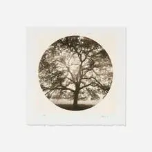 Kerik Kouklis, Radial Oak El Dorado, CA, gum bichromate over platinum print