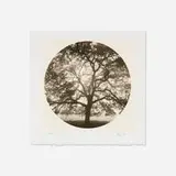 Kerik Kouklis, Radial Oak El Dorado, CA, gum bichromate over platinum print