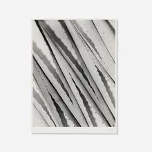 Imogen Cunningham, Agave Design 2, gelatin silver print