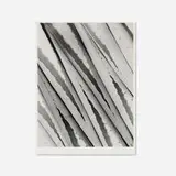 Imogen Cunningham, Agave Design 2, gelatin silver print