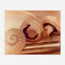 Jan Groover, Untitled, 1979, C-print