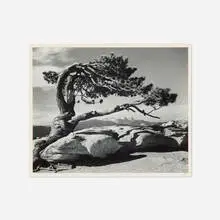 Ansel Adams, Jeffrey Pine, Sentinel Dome Yosemite National Park, California, gelatin silver print