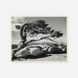Ansel Adams, Jeffrey Pine, Sentinel Dome Yosemite National Park, California, gelatin silver print