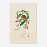 Pêcher pénitant (from the FlorDalí/Les fruits portfolio) by Salvador Dalí, 1969-70, photolithograph in colors with embossing and an etched remarque, sold Mar 2025