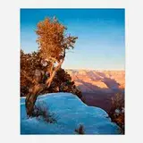 Peter Holbrook, Piñon at Trail View, 2009, oil on canvas