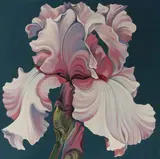 Lowell Blair Nesbitt, Pink Iris