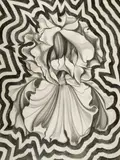 Lowell Blair Nesbitt, Electric Iris, Pencil and charcoal on paper
