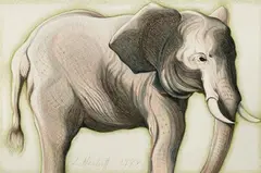 Elephant by Lowell Nesbitt, Colored pencil on paper, sold Sep 2003