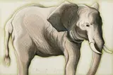 Lowell Blair Nesbitt, Elephant, Colored pencil on paper