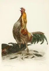 Léon Danchin, The Rooster, Color lithograph - Plate size: 18 1/4 in. x 24 1/2 in
