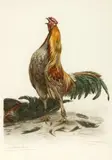 Léon Danchin, The Rooster, Color lithograph - Plate size: 18 1/4 in. x 24 1/2 in