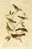 John James Audubon, Little Tyrant Fly-Catcher