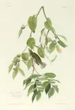 John James Audubon, Autumnal Warbler ( Plate 88) 1830