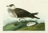 John James Audubon, Untitled