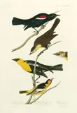 John James Audubon, Nuttall'S Starling