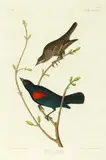 John James Audubon, Untitled