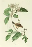 John James Audubon, Untitled