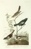John James Audubon, Lark Finch