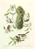 John James Audubon, Chestnut-Backed Titmouse