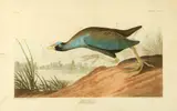 John James Audubon, Untitled