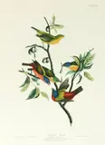 John James Audubon, Untitled